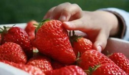 草莓在线观看1,甜蜜诱惑，浪漫来袭